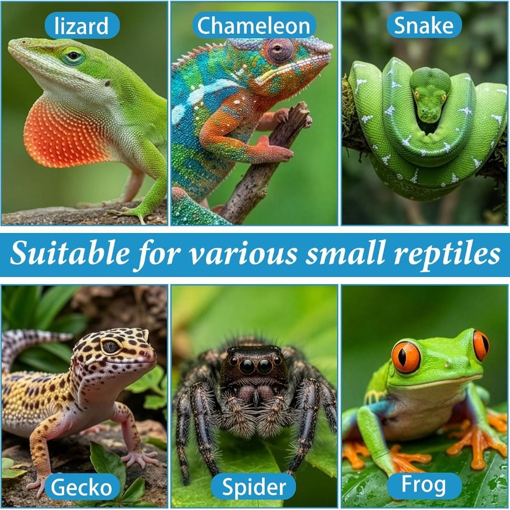 Pet Supplies Is Food - 6 Buah Mangkuk Makanan Reptil Silikon